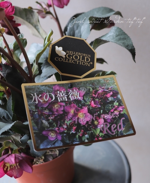 クリスマスローズ Ice N'roses氷の薔薇 『アーリーレッド』 | すべての クリスマスローズ Ice N'roses氷の薔薇 『アーリーレッド』 | すべての