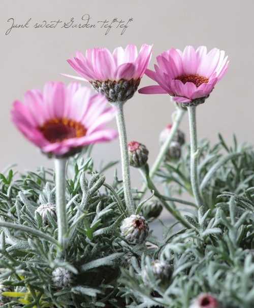 ローダンセマム クレールローズ すべての商品 Junk Sweet Garden Tef Tef