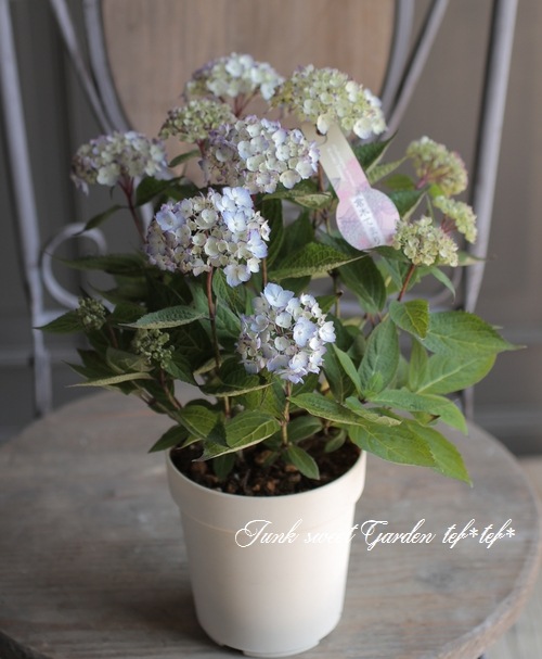 吉岡麗子さん 山紫陽花 倉木てまり ブルー Flower Species アジサイ Junk Sweet Garden Tef Tef