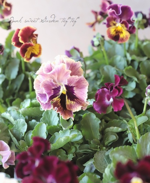 �ѥ󥸡�������λ���ʼ� ��MIX��