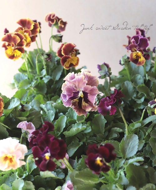 �ѥ󥸡�������λ���ʼ� ��MIX��