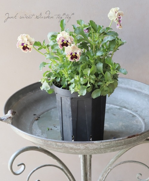 �ѥ󥸡�������λ���ʼ� ��MIX��