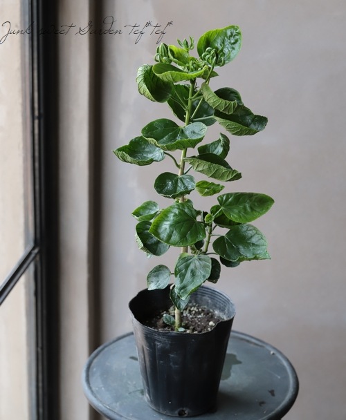 レア セボンスター 初期 プラ ハイビスカス ハイビスカス 