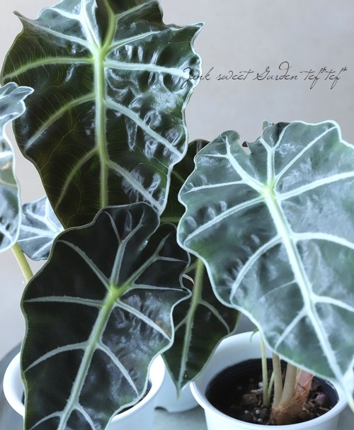 �ڴ��տ�ʪ�ۥ��������������ޥ��˥� ���إݥ꡼��