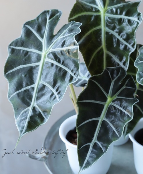 �ڴ��տ�ʪ�ۥ��������������ޥ��˥� ���إݥ꡼��