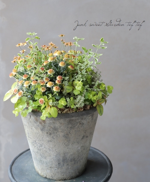 �ڻ��ߡۥ⥹���֥�å����������ݥå� 25cm