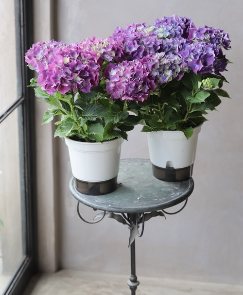 秋色紫陽花品種 『レッドビューティ』 パープル | すべての商品