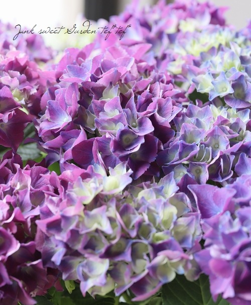 秋色紫陽花品種 『レッドビューティ』 パープル | すべての商品