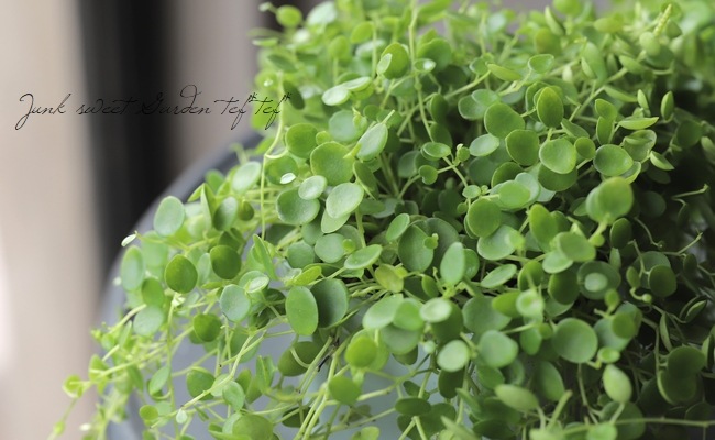 観葉植物 ペペロミア ジェミニ すべての商品 Junk Sweet Garden Tef Tef