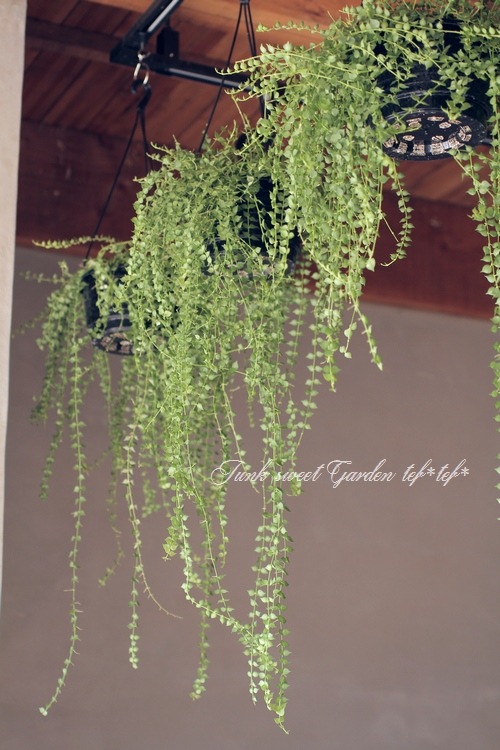 ڴտʪ ݶ̤Υǥǥإߥꥪϡȡ١Ķ