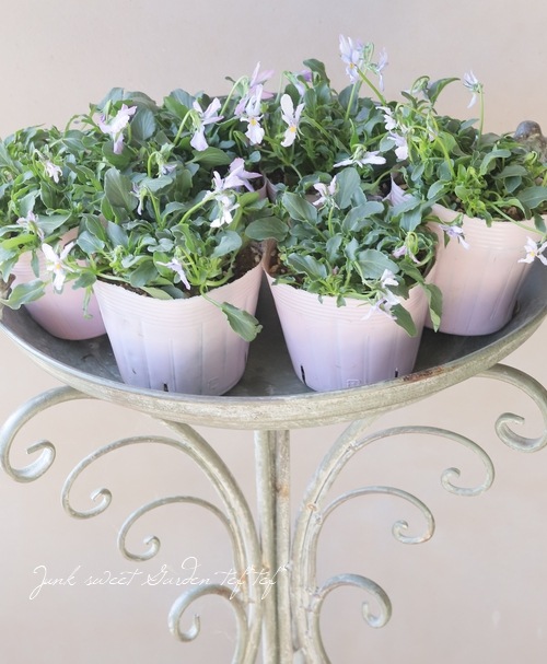 ◇コウロギノブコさん育種！NOBUKO セレクション 『Fタイプ』 | すべて