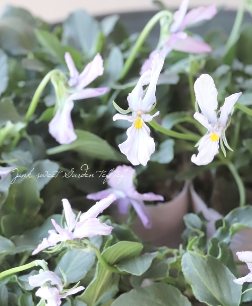 ◇コウロギノブコさん育種！NOBUKO セレクション 『Fタイプ』 | すべて