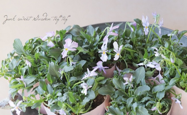 ◇コウロギノブコさん育種！NOBUKO セレクション 『Fタイプ』 | すべて