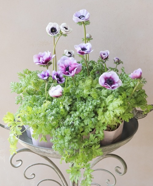 2年物！PREMIUM】 アネモネ 『アンアリス』 【バイオレット系