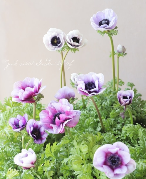 2年物！PREMIUM】 アネモネ 『アンアリス』 【バイオレット系