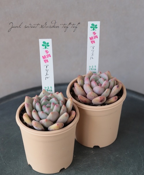 多肉植物 アリエル エケベリア属 いとうぐりーん すべての商品 Junk Sweet Garden Tef Tef 多肉植物 アリエル エケベリア属 いとうぐりーん すべての商品 Junk Sweet Garden Tef Tef