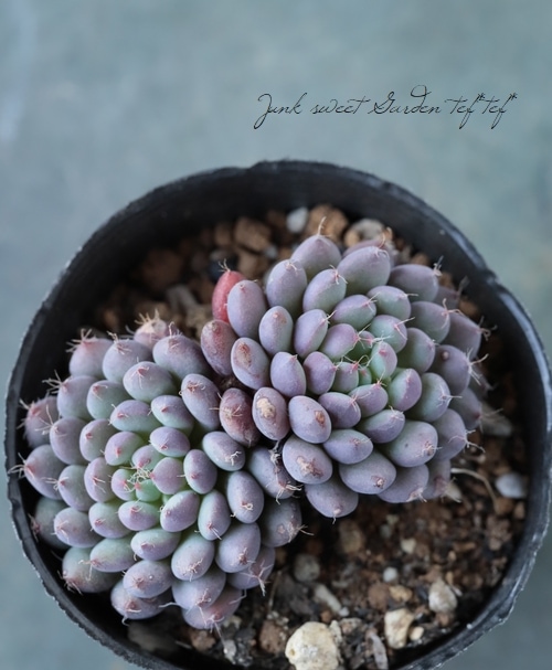 ��¿����ʪ�� �إ��ǥ꡼�١������٥ꥢ°�����Ȥ����꡼��