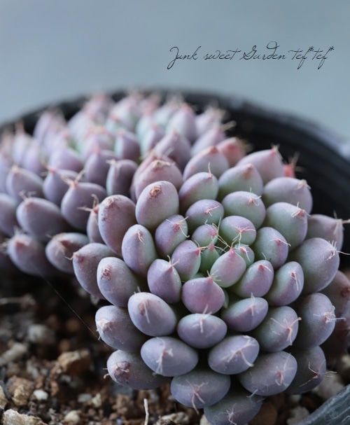 多肉植物】 『ルンデリー』 エケベリア属 いとうぐりーん | すべての