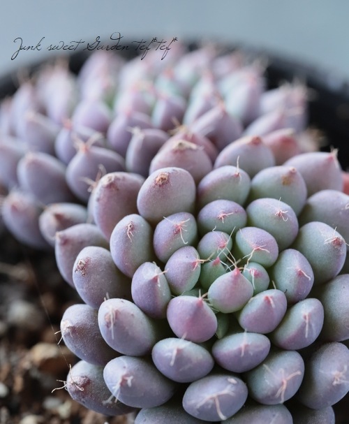 ��¿����ʪ�� �إ��ǥ꡼�١������٥ꥢ°�����Ȥ����꡼��