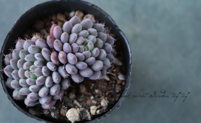 ��¿����ʪ�� �إ��ǥ꡼�١������٥ꥢ°�����Ȥ����꡼��