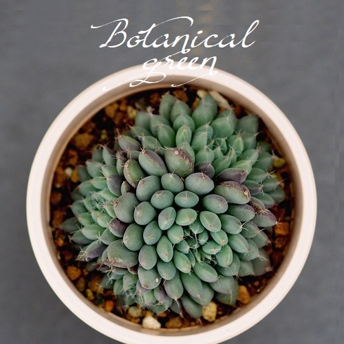 ��¿����ʪ�� �إ��ǥ꡼�١������٥ꥢ°�����Ȥ����꡼��