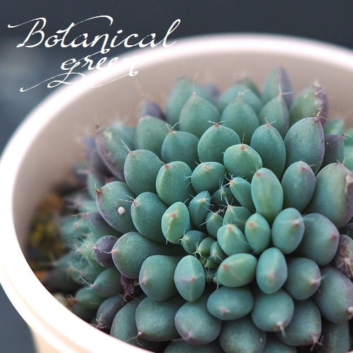 ��¿����ʪ�� �إ��ǥ꡼�١������٥ꥢ°�����Ȥ����꡼��