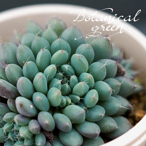 ��¿����ʪ�� �إ��ǥ꡼�١������٥ꥢ°�����Ȥ����꡼��