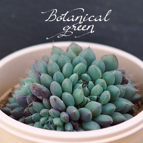 ��¿����ʪ�� �إ��ǥ꡼�١������٥ꥢ°�����Ȥ����꡼��