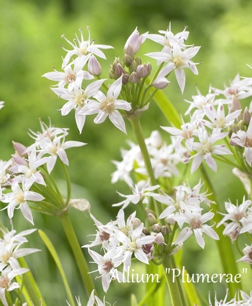 �ڵ庬�� ���ꥦ�ࡡ�إץ��饨��