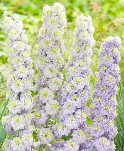 デルフィニウム・ハイランダーシリーズ 『クリスタルデライト