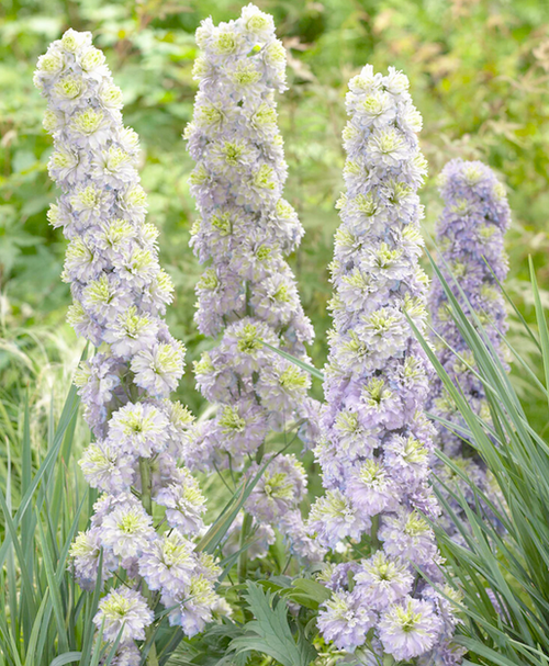 光触媒 人工観葉植物 紫陽花とデルフィニウム 光触媒 人工観葉植物 紫陽花とデルフィニウム 【公式通販】