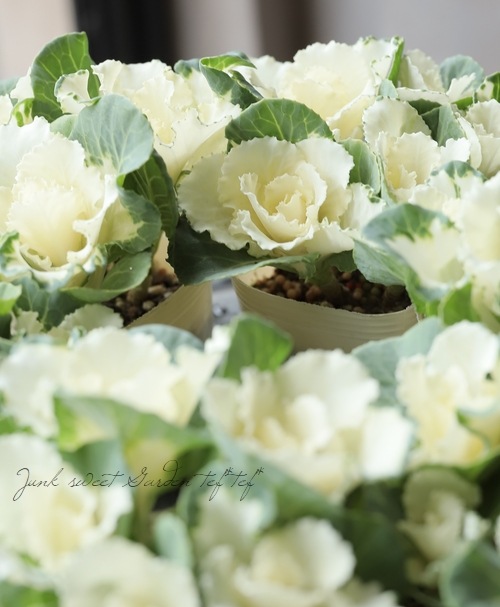 ղðå󥷥꡼إե쥢ۥ磻ȡ