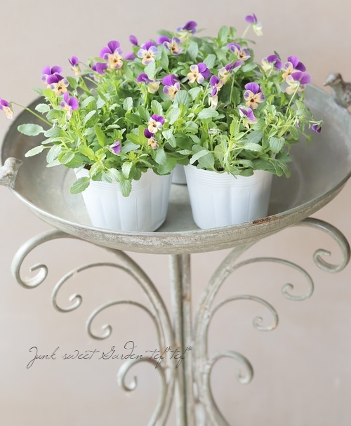 ナナ様　確認用　ビオレッタ ○ビオラ・ビオレッタ 『モーブパンプキン』 | すべての商品 | | Junk