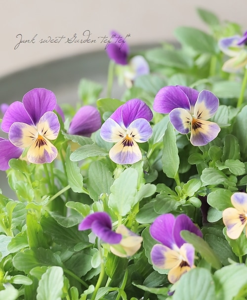 ビオラ ○ビオラ・ビオレッタ 『モーブパンプキン』 | すべての商品 | | Junk