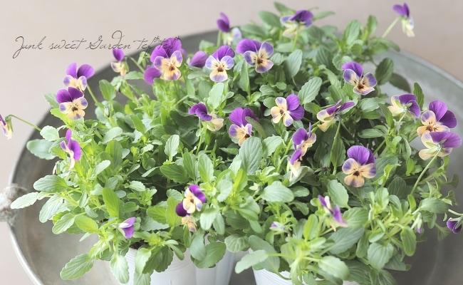 ○ビオラ・ビオレッタ 『モーブパンプキン』 | すべての商品 | | Junk