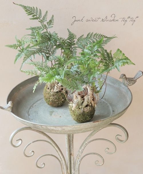 花の化石 観葉植物】 石化シノブ 『常盤忍 -トキワシノブ-』 | すべての商品