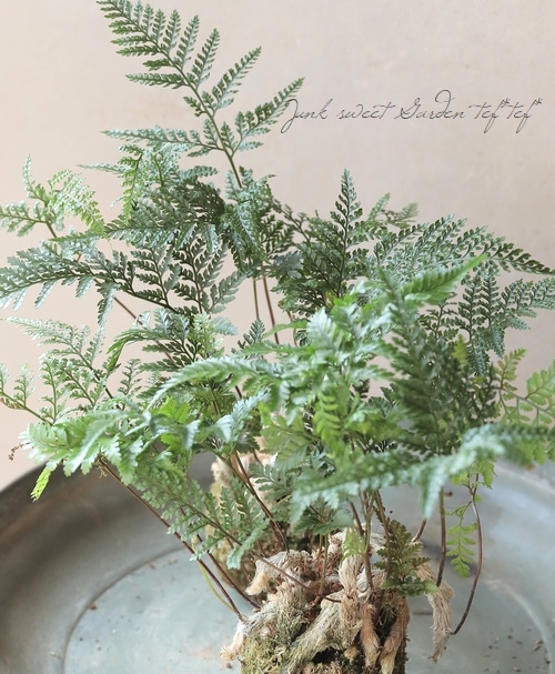 観葉植物】 石化シノブ 『常盤忍 -トキワシノブ-』 | すべての商品