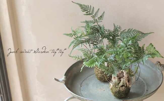 観葉植物】 石化シノブ 『常盤忍 -トキワシノブ-』 | すべての商品