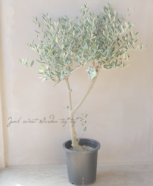 オリーブ 『ネバディロブランコ -nevadillo blanco-』 樹形良し！良株