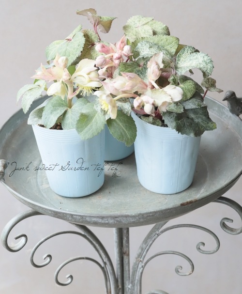 松村ナーセリー・カラーリーフのクリスマスローズ 『ステルニー