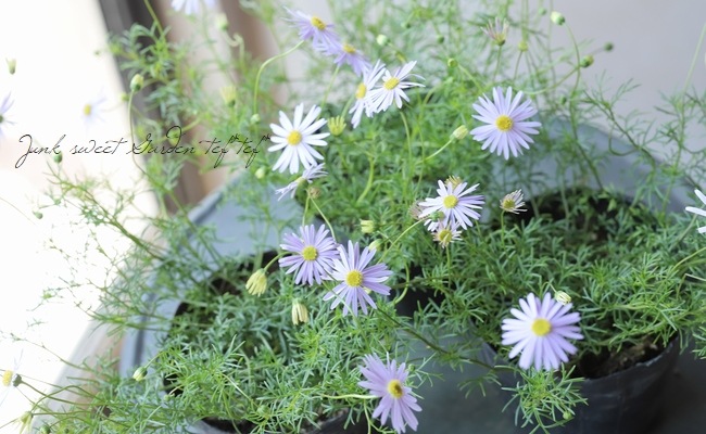 �ɺ��֥饭���ࡡ�إ֥롼������
