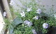 �ɺ��֥饭���ࡡ�إ֥롼������