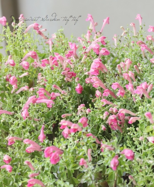 �����ƥ�ꥢ��Ωϲ�� ���إ����꡼�����륭��åס�