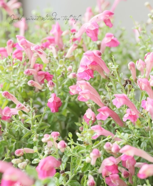 11_000000003626.jpg?1718720954