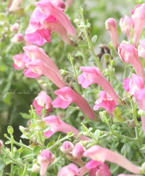 �����ƥ�ꥢ��Ωϲ�� ���إ����꡼�����륭��åס�