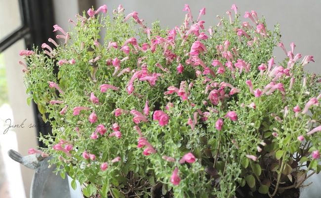 �����ƥ�ꥢ��Ωϲ�� ���إ����꡼�����륭��åס�