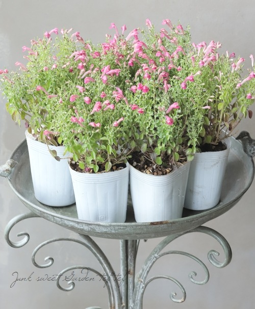 スクテラリア・立浪草 『チェリースカルキャップ』 | すべての商品