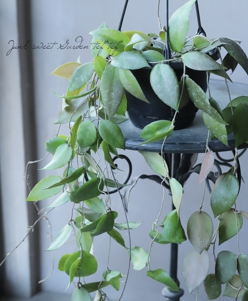 観葉植物】 ホヤ 【D】 | すべての商品 | | Junk sweet Garden tef*tef*