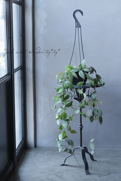 ホヤ 　大株 観葉植物】 ホヤ 【D】 | すべての商品 | | Junk sweet Garden tef*tef*