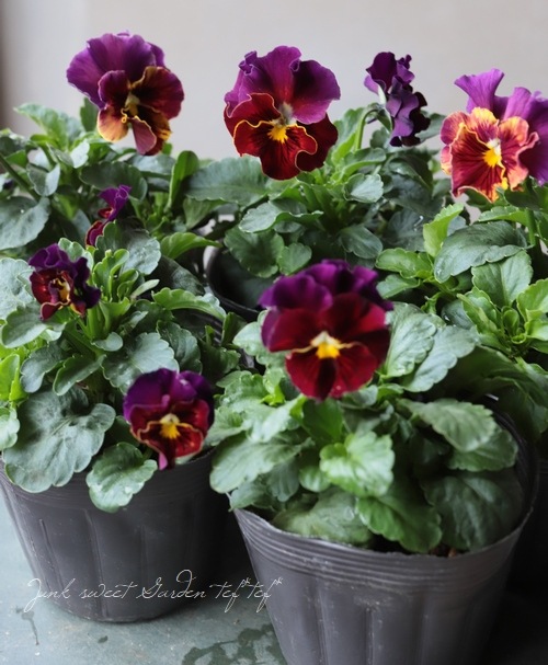 臘ꥸʥӥ顡إޥޥ١Ѥ餭ڥ磻